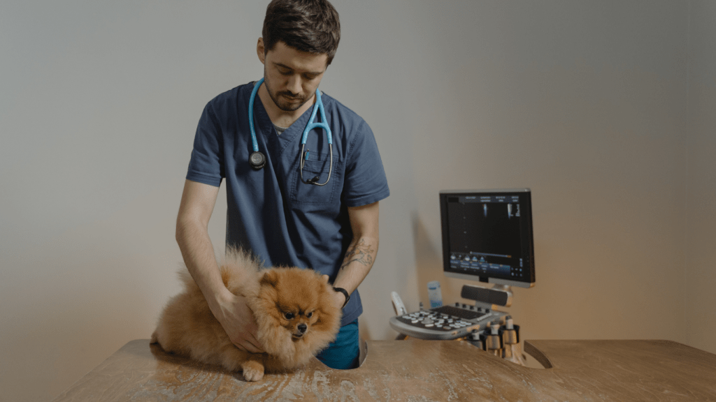 a vet examining a dog with an electronic device