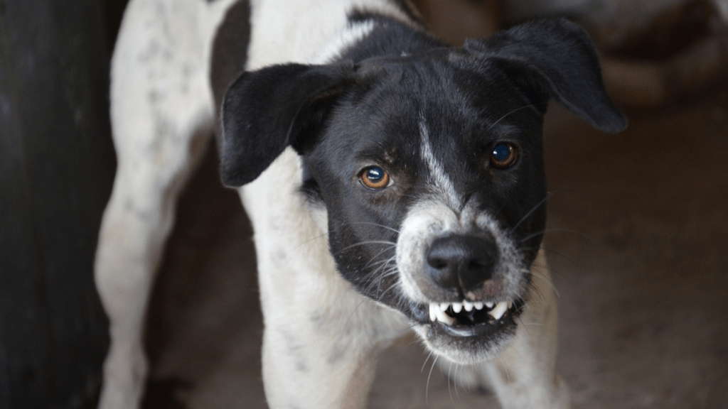 an angry dog with its mouth open