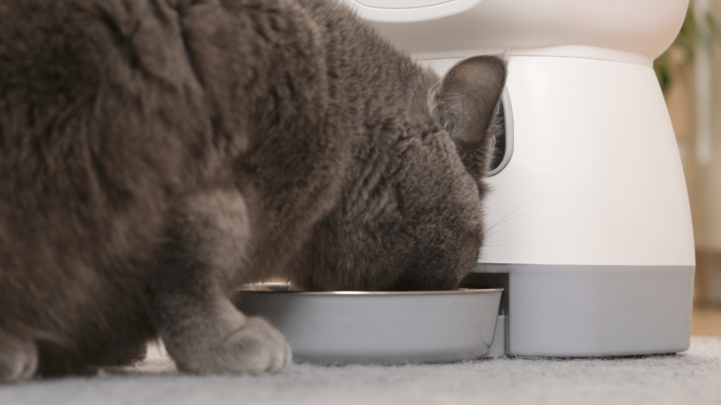 an image of a automatic pet feeder