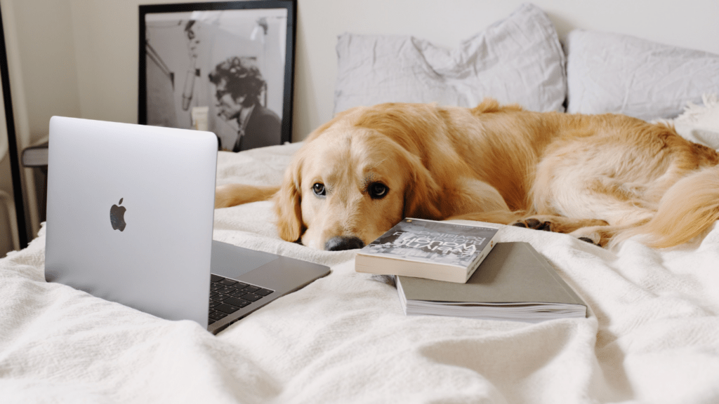 an image of a dog with a laptop