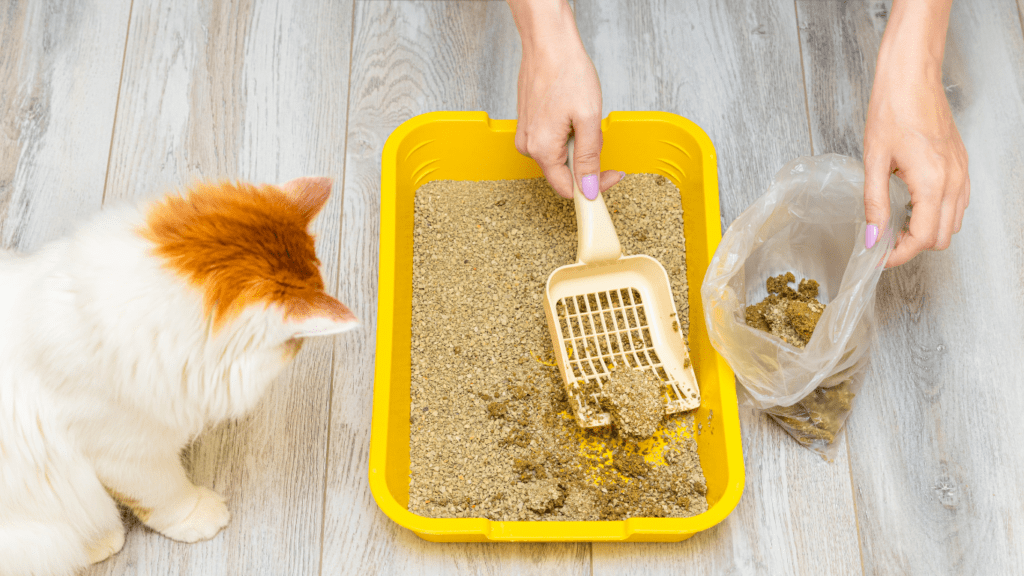 an orange and white cat is eating out of a litter box