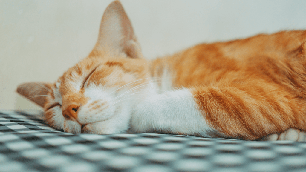 an orange cat sleeping on top of a white bed