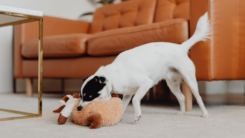 dogs playing with stuffed animals on a rug