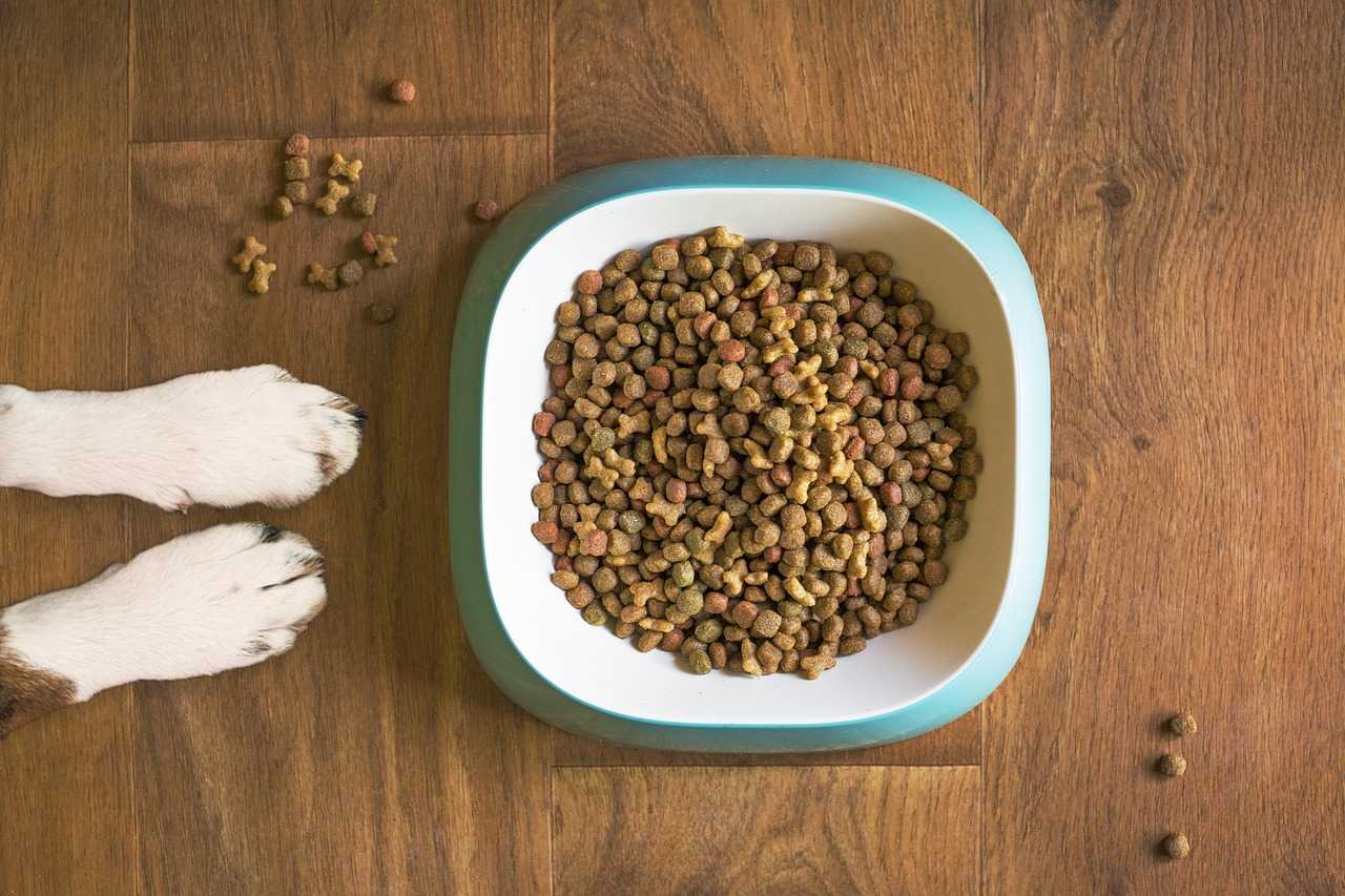 pet nutrition