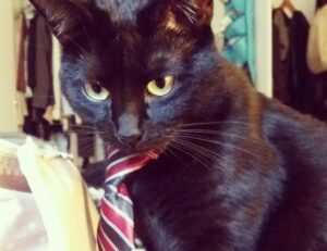 https //create.roblox.com/dashboard/creations passes