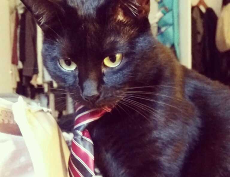 https //create.roblox.com/dashboard/creations passes