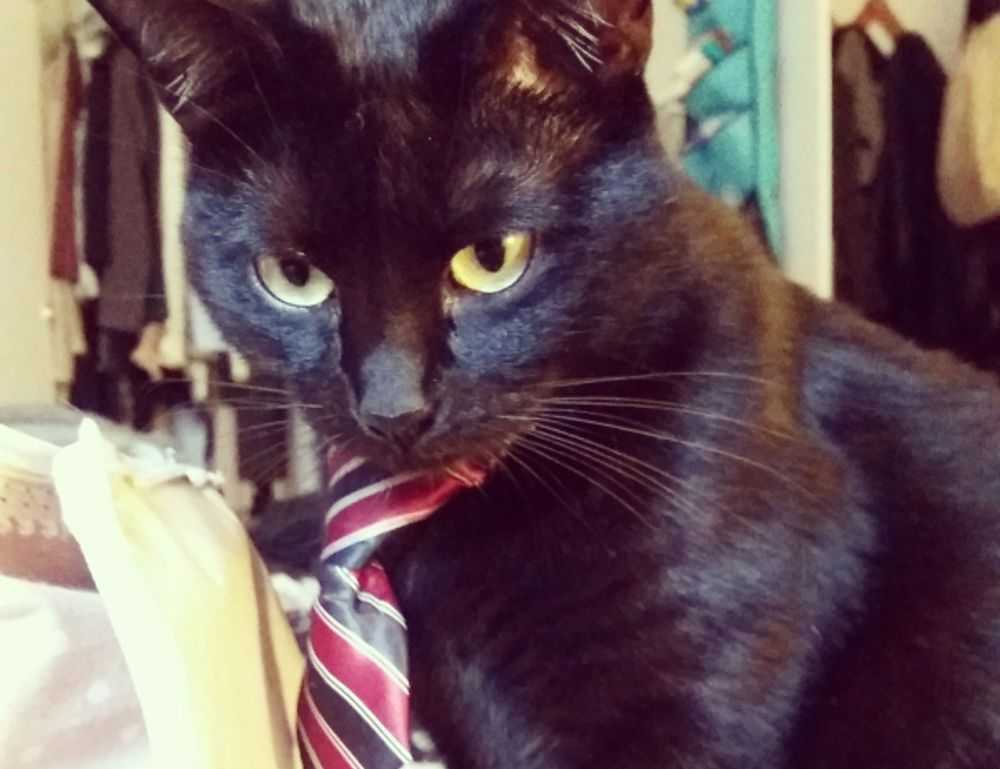 https //create.roblox.com/dashboard/creations passes