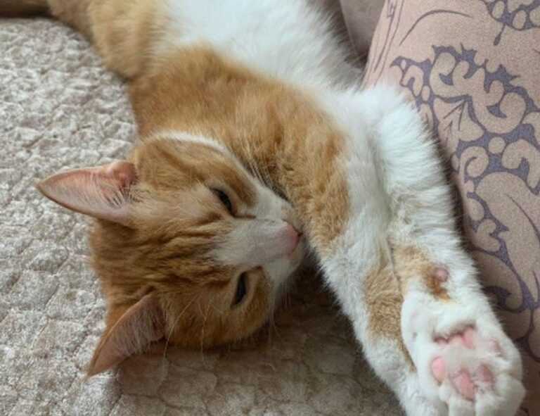 lauren alexis leaked of