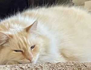 mia bailey leaked onlyfans