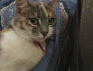 vampiro cartel de cali