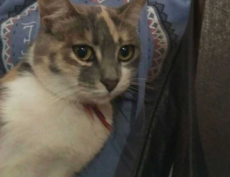 vampiro cartel de cali