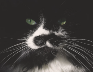 vegeta goku con ropa nike