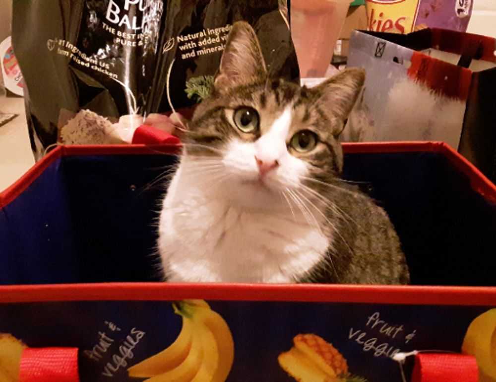 zoolo tv cindy lopez