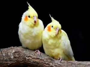 Infoguide for Birds Llblogpet