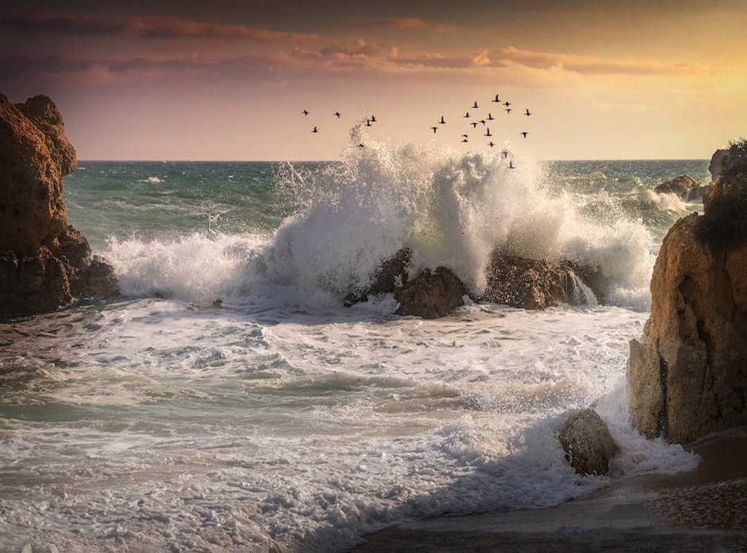 Infoguide for Birds Llblogpet