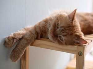 Infoguide for Cats Llblogpet