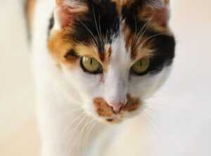 Infoguide for Cats Llblogpet