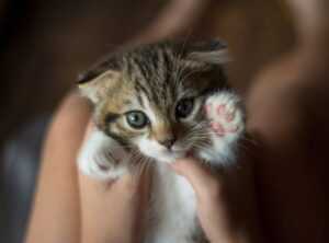 Infoguide for Kittens Llblogpet