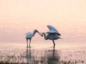 Llblogpet Advice for Birds From Lovelolablog