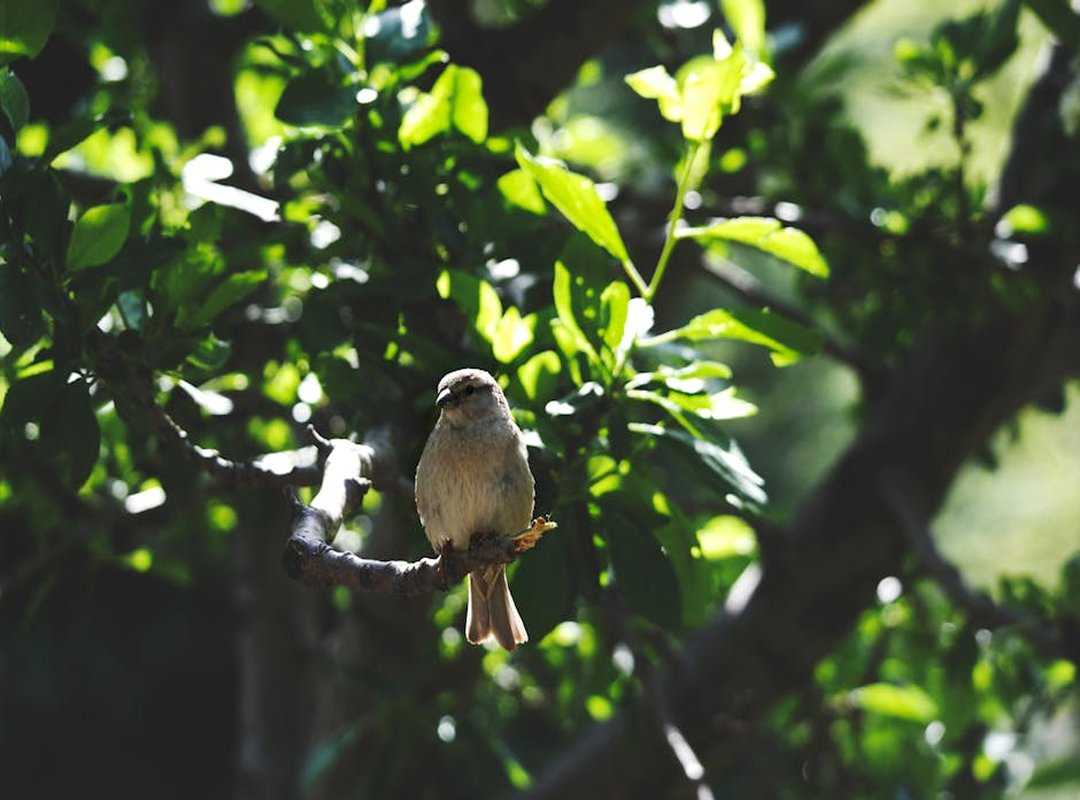 Llblogpet Advice for Birds From Lovelolablog