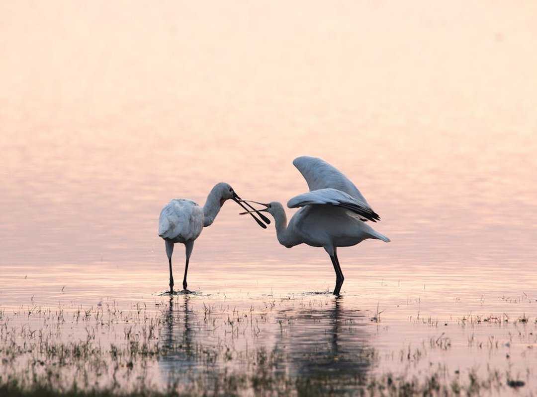 Llblogpet Advice for Birds From Lovelolablog