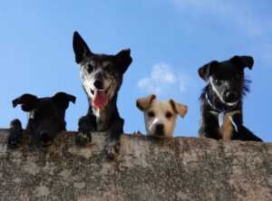 Llblogpet Advice for Dogs by Lovelolablog