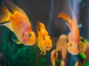 Llblogpet Advice for Fish