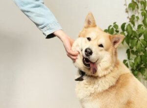 Pet Advice Llblogpet